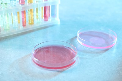 Photo of Petri dishes with different samples and test tubes on table in laboratory, closeup. Solution chemistry
