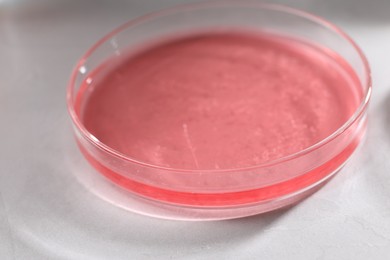 Photo of Petri dish with sample on white table, closeup. Solution chemistry