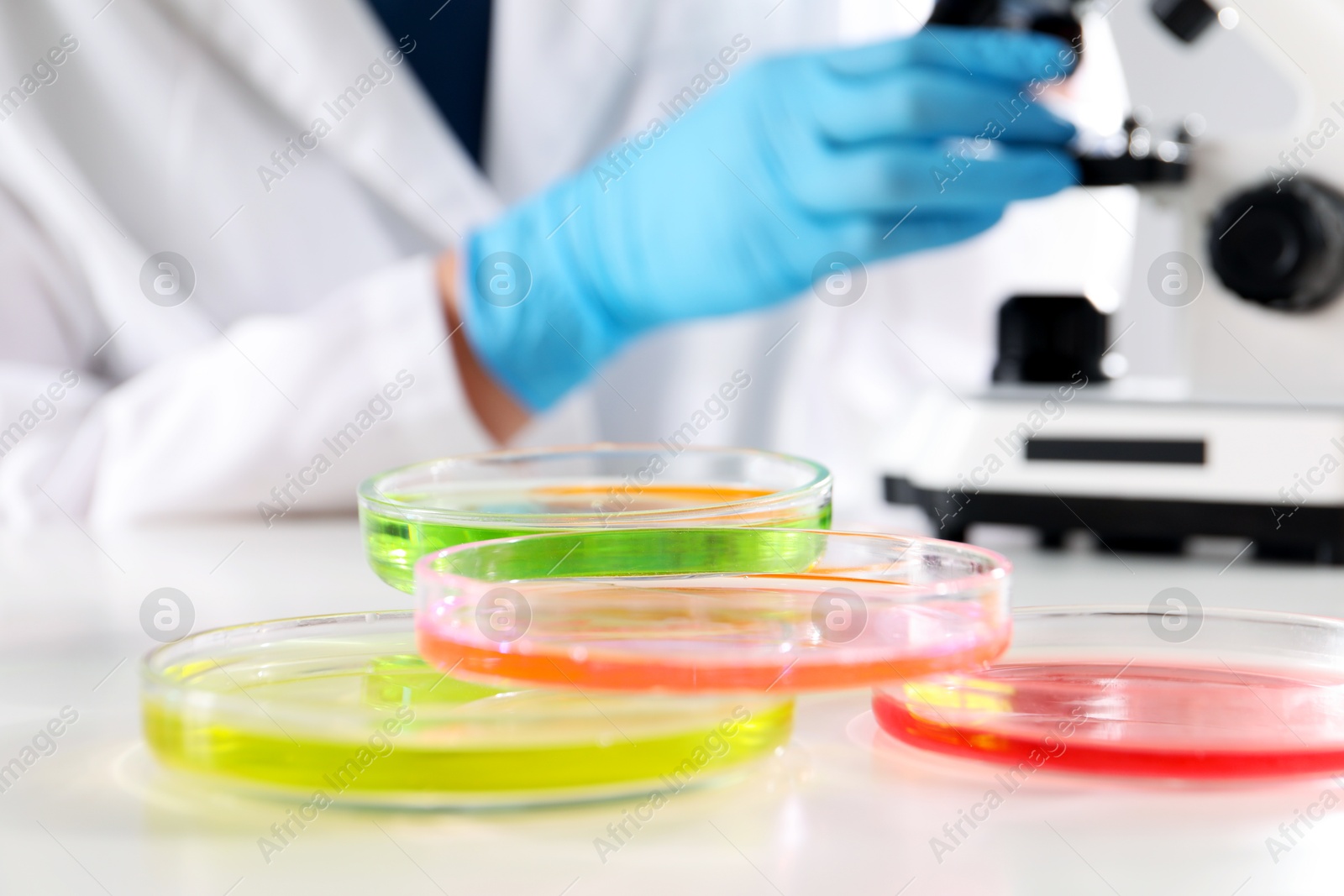 Photo of Scientist working with microscope at table indoors, focus on Petri dishes with color liquids. Solution chemistry