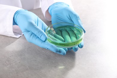Photo of Scientist holding Petri dish with sample at grey table, closeup. Solution chemistry