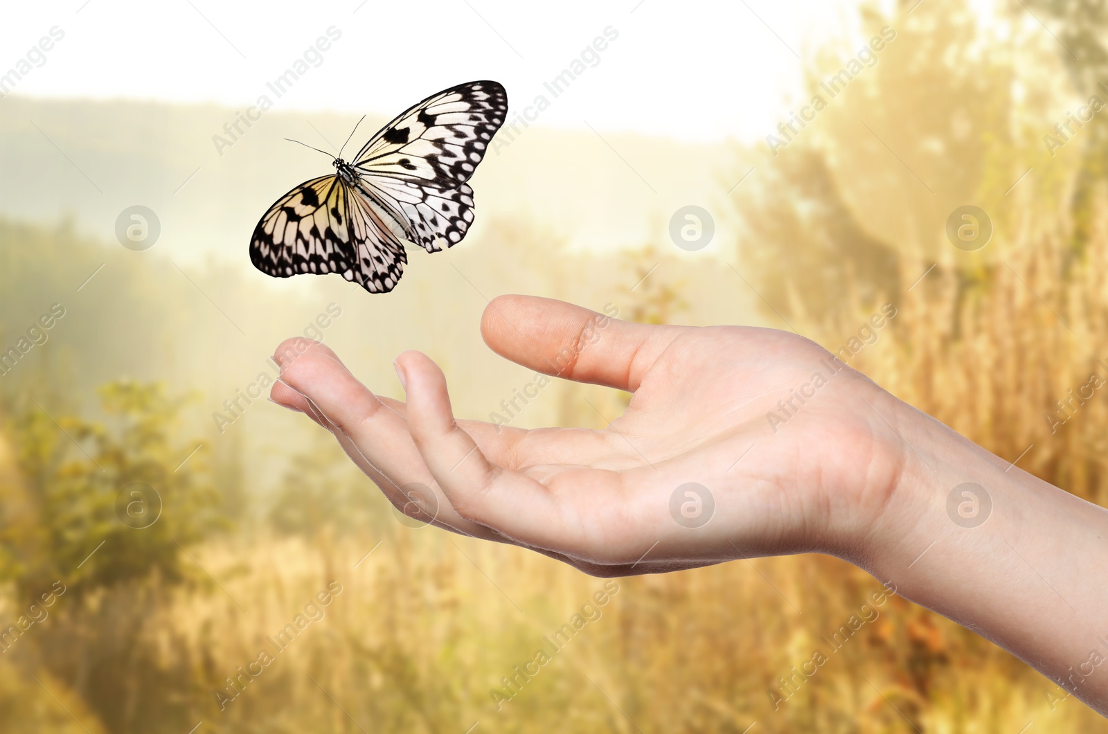 Hope. Butterfly flying from woman's hand in nature, closeup Image of Hope. Butterfly flying from woman's hand in nature, closeup
