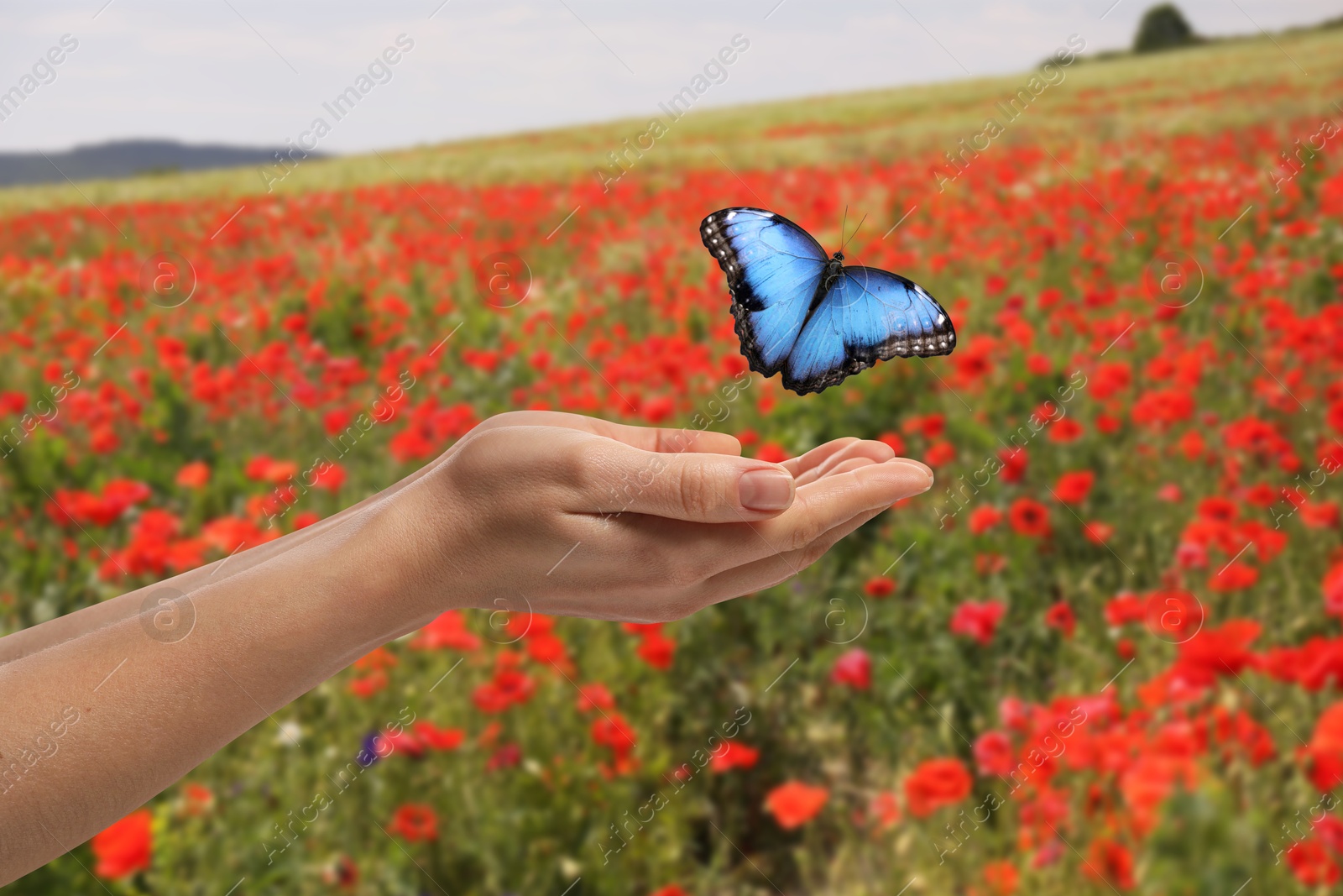 Image of Hope. Butterfly flying from woman's hands in nature, closeup