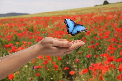 Image of Hope. Butterfly flying from woman's hands in nature, closeup