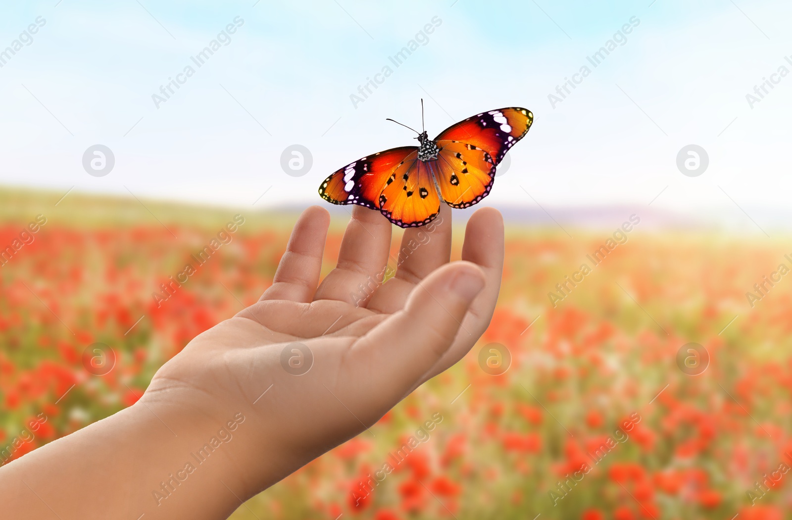 Image of Hope. Child holding butterfly on hand in flower field, closeup