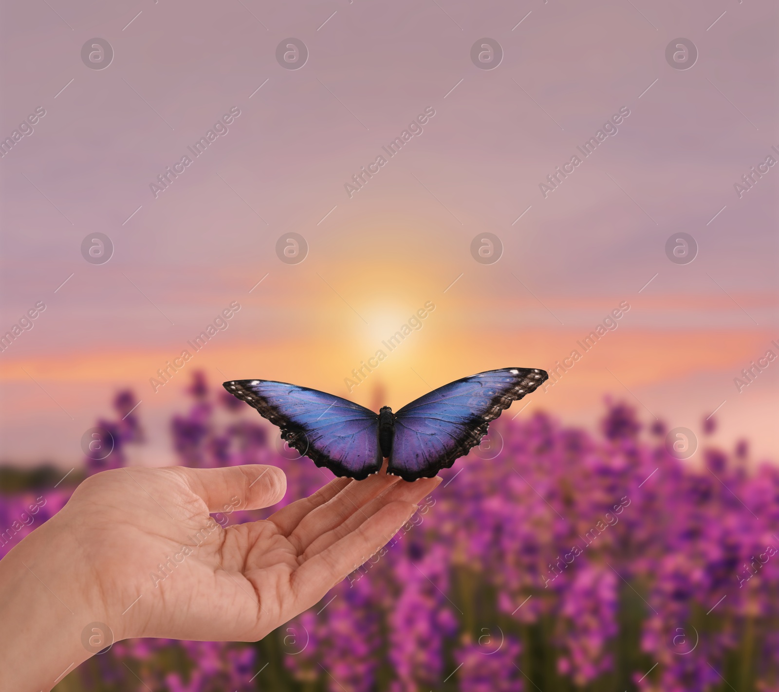 Image of Hope. Woman holding butterfly on hand in nature at sunrise, closeup
