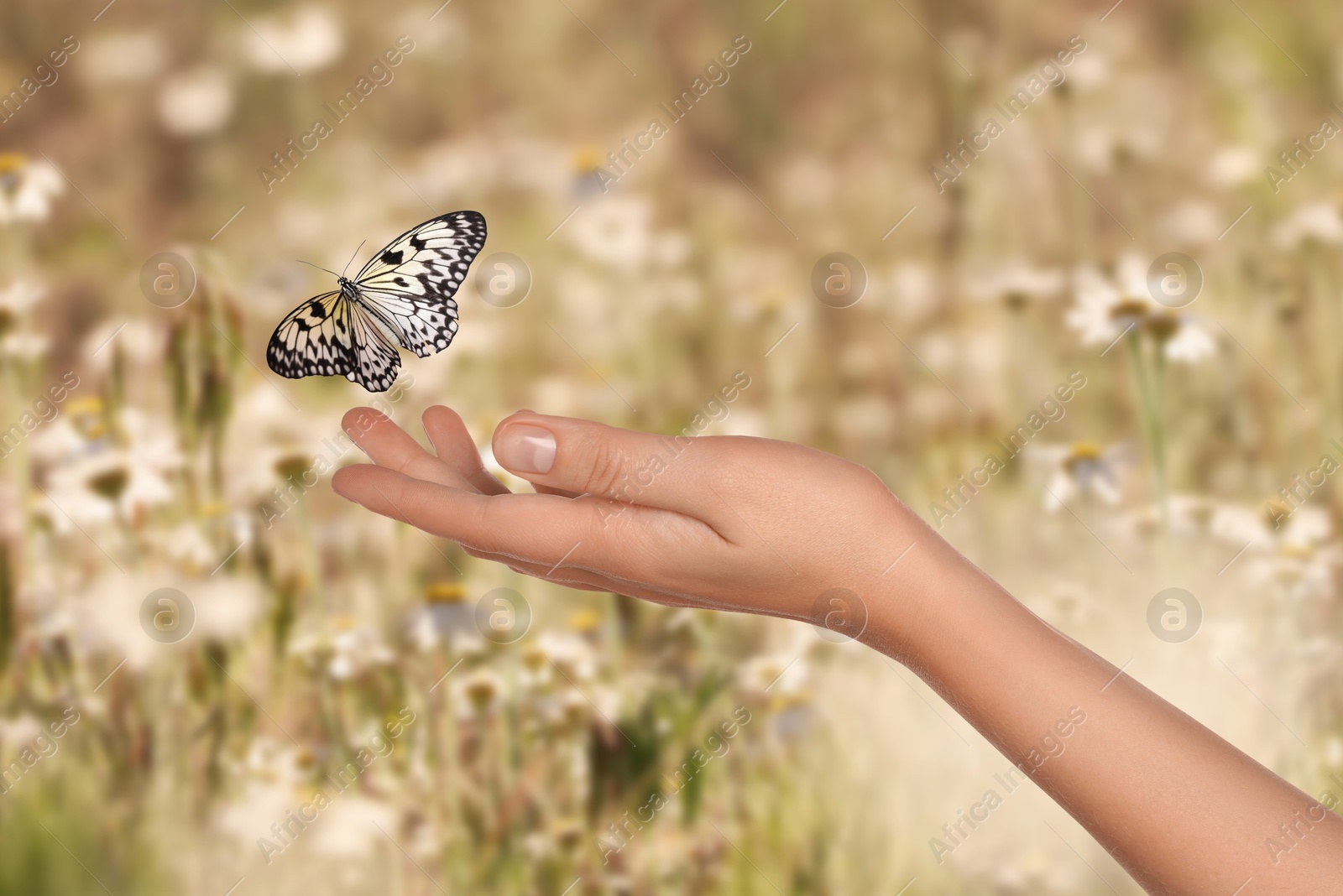 Hope. Butterfly flying from woman's hand in nature, closeup Image of Hope. Butterfly flying from woman's hand in nature, closeup