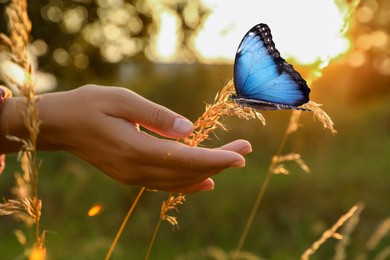 Image of Hope. Woman touching plant where sitting butterfly in nature, closeup