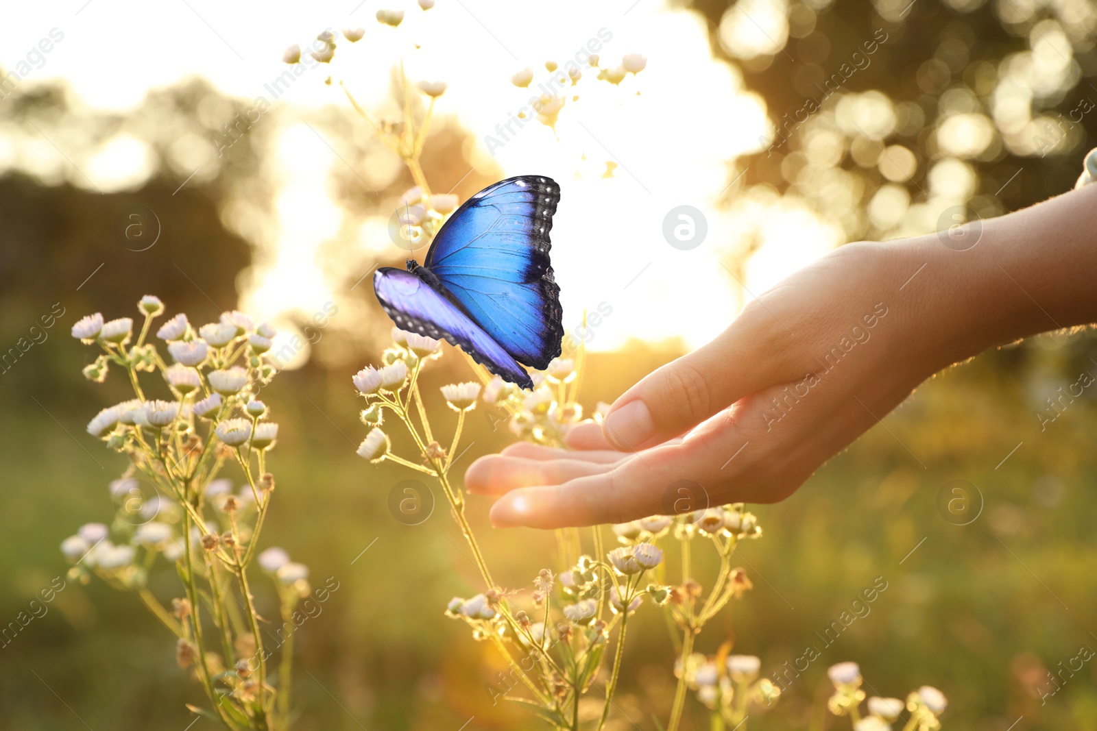 Hope. Woman touching plant where sitting butterfly in nature, closeup Image of Hope. Woman touching plant where sitting butterfly in nature, closeup
