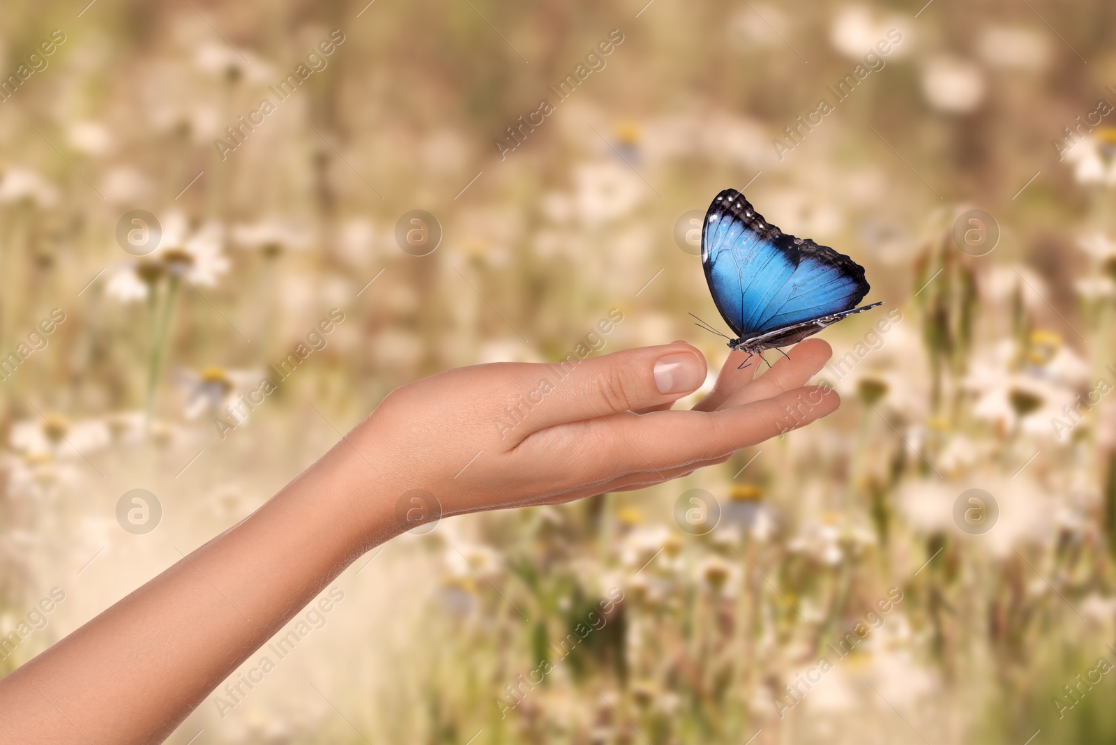 Hope. Woman holding butterfly on hand in nature, closeup Image of Hope. Woman holding butterfly on hand in nature, closeup