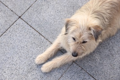 Photo of Cute stray dog on city street. Space for text