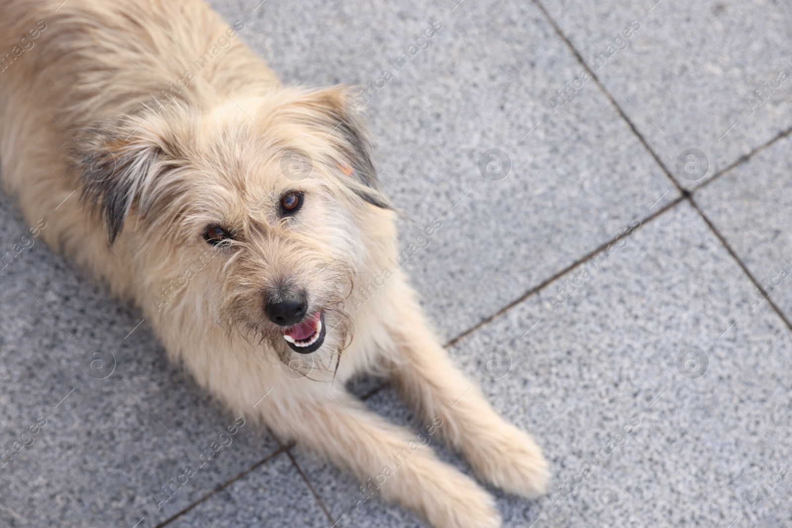 Cute stray dog on city street. Space for text Photo of Cute stray dog on city street. Space for text