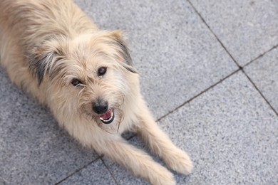 Photo of Cute stray dog on city street. Space for text