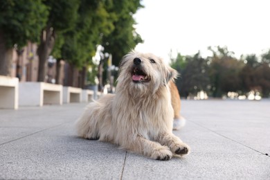 Photo of Cute stray dog on city street. Homeless pet