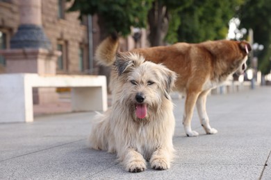 Photo of Cute stray dogs on city street. Homeless pet