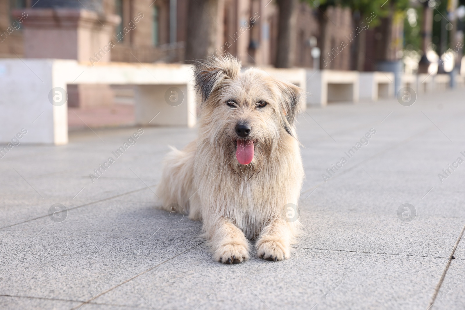 Cute stray dog on city street. Homeless pet Photo of Cute stray dog on city street. Homeless pet