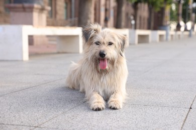 Photo of Cute stray dog on city street. Homeless pet