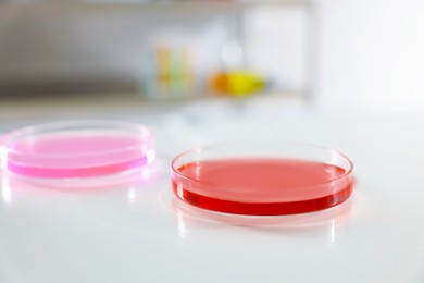 Photo of Petri dishes with samples on light table, closeup. Space for text