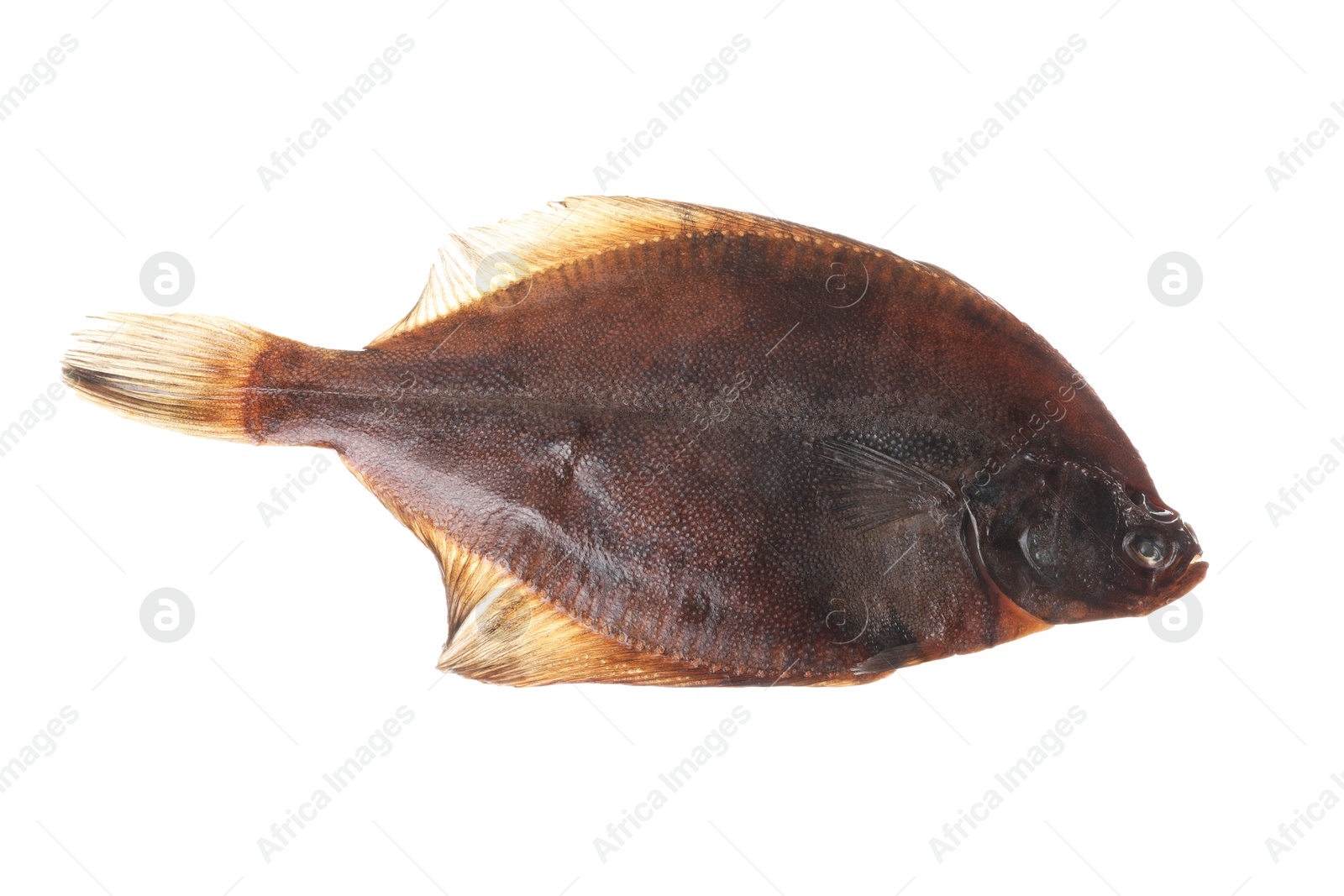 Fresh raw flounder fish isolated on white, top view. Seafood Photo of Fresh raw flounder fish isolated on white, top view. Seafood