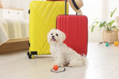 Photo of Pet hotel. Cute Maltese dog and suitcases on floor indoors