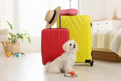 Photo of Pet hotel. Cute Maltese dog and suitcases on floor indoors