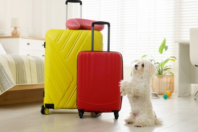 Photo of Pet hotel. Cute Maltese dog and suitcases on floor indoors