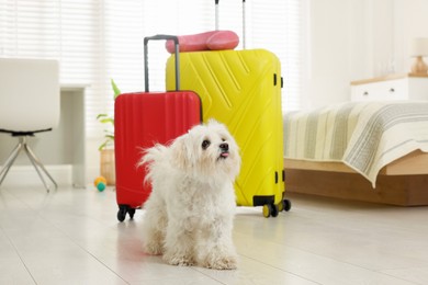 Photo of Pet hotel. Cute Maltese dog and suitcases on floor indoors