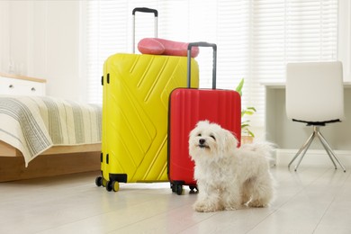 Photo of Pet hotel. Cute Maltese dog and suitcases on floor indoors