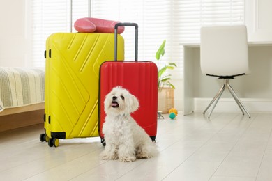 Photo of Pet hotel. Cute Maltese dog and suitcases on floor indoors