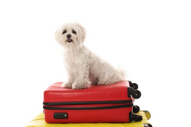 Photo of Pet hotel. Cute Maltese dog and suitcases on white background