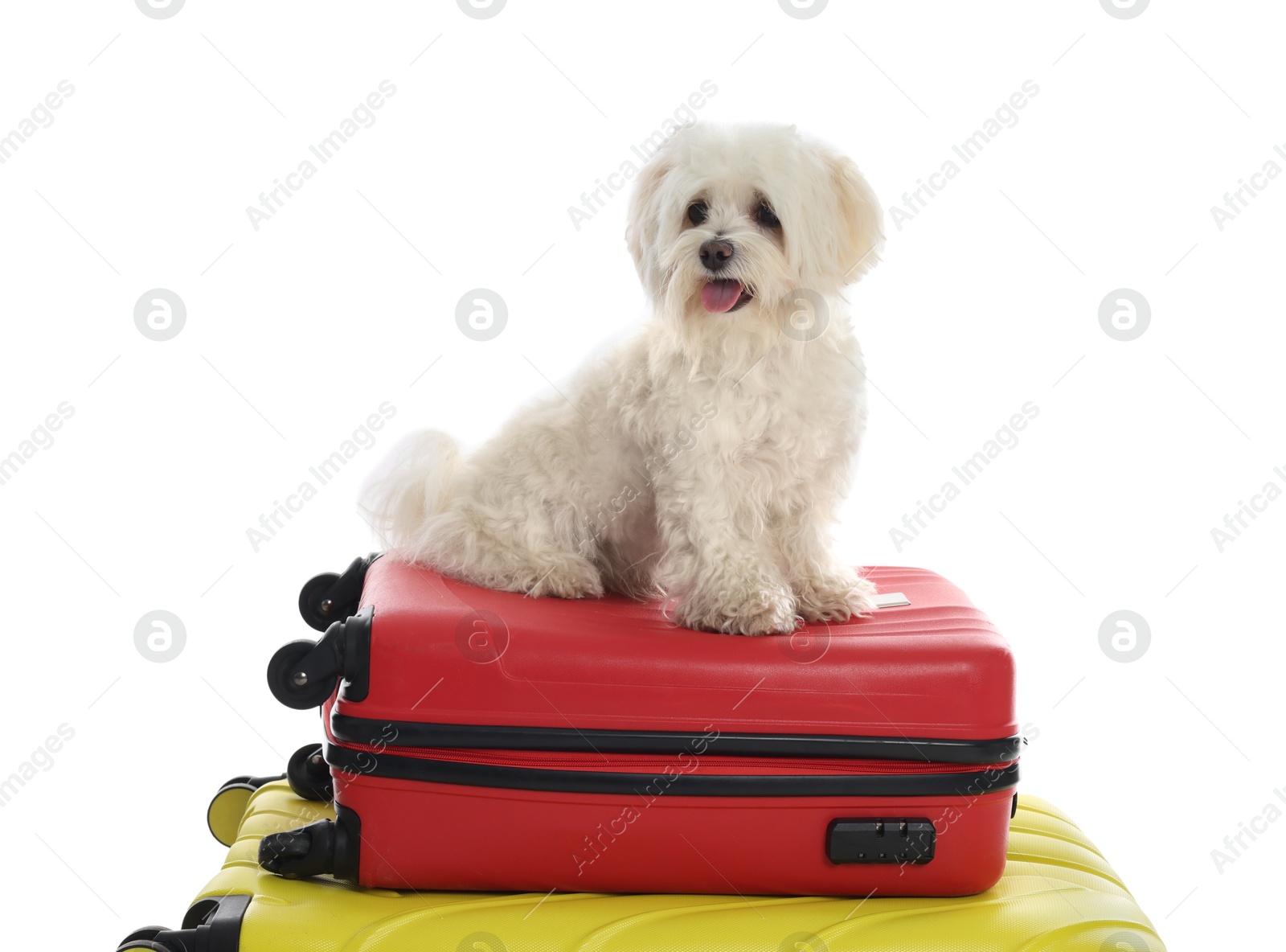 Photo of Pet hotel. Cute Maltese dog and suitcases on white background