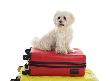 Photo of Pet hotel. Cute Maltese dog and suitcases on white background