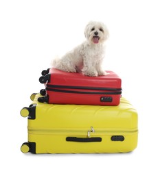 Photo of Pet hotel. Cute Maltese dog and suitcases on white background