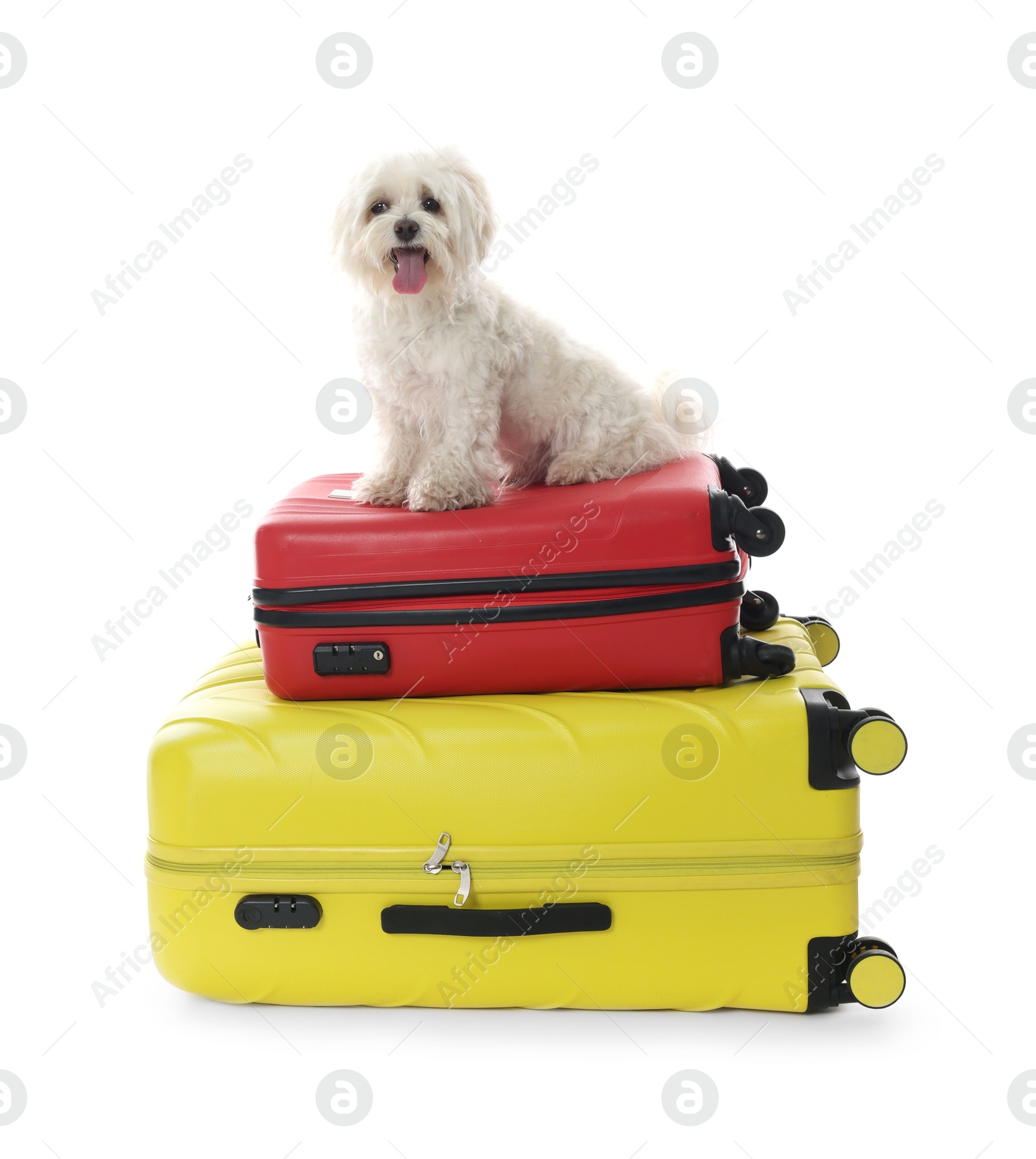 Photo of Pet hotel. Cute Maltese dog and suitcases on white background