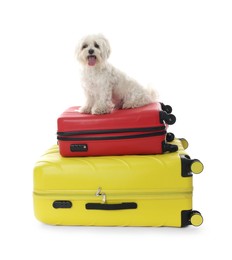 Photo of Pet hotel. Cute Maltese dog and suitcases on white background