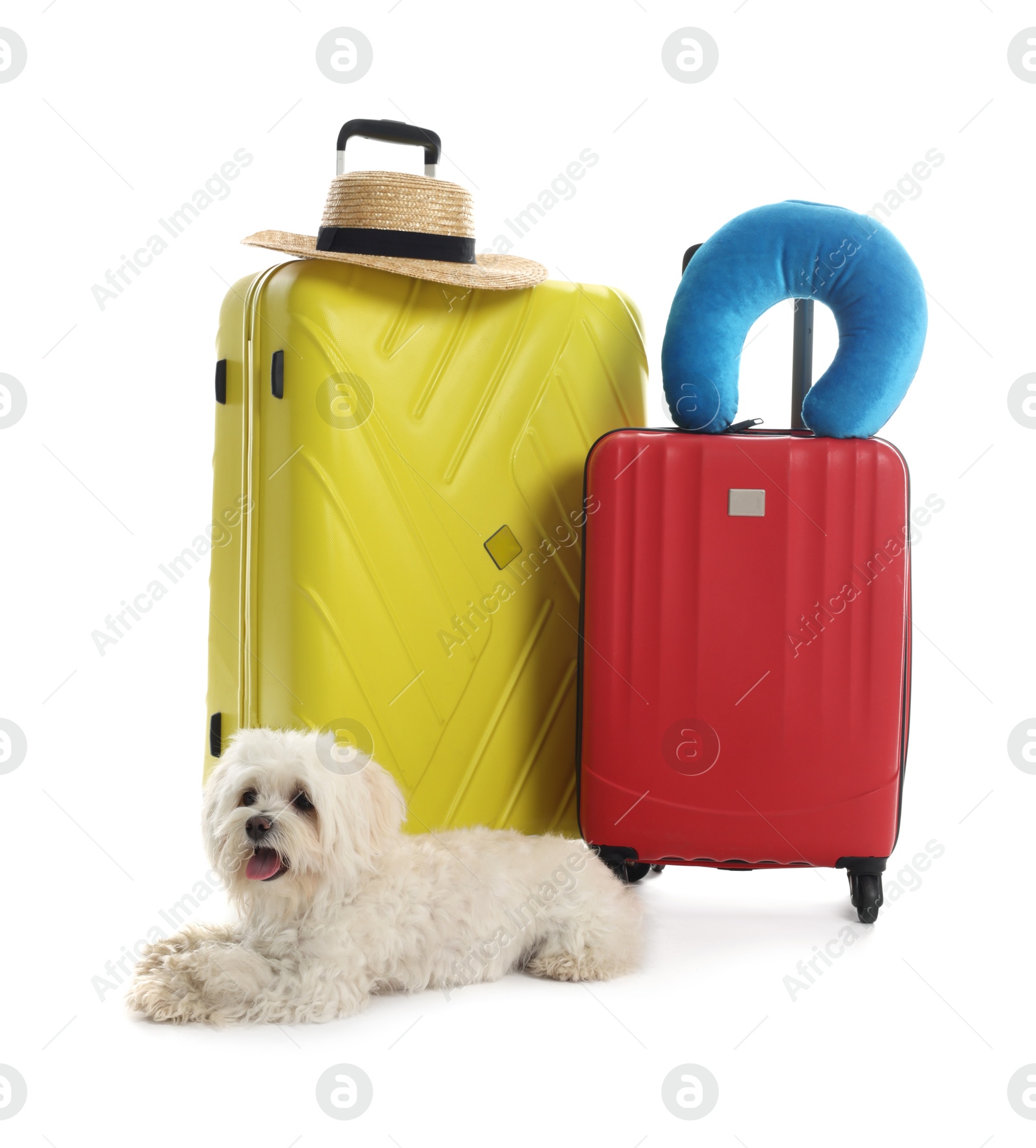 Photo of Pet hotel. Cute Maltese dog and suitcases with personal belongings on white background