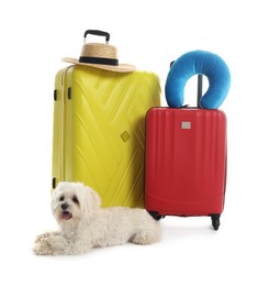 Photo of Pet hotel. Cute Maltese dog and suitcases with personal belongings on white background