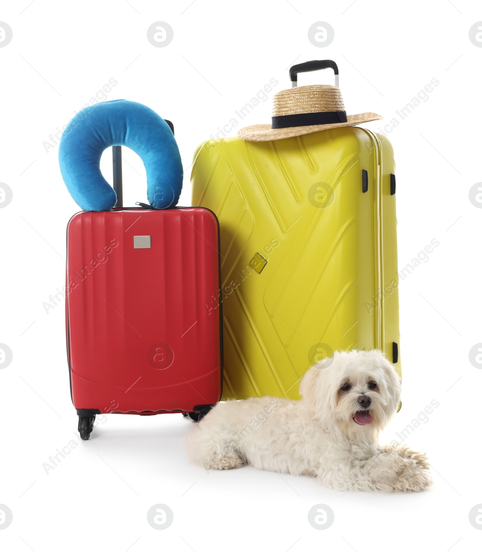 Photo of Pet hotel. Cute Maltese dog and suitcases with personal belongings on white background