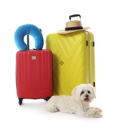 Photo of Pet hotel. Cute Maltese dog and suitcases with personal belongings on white background