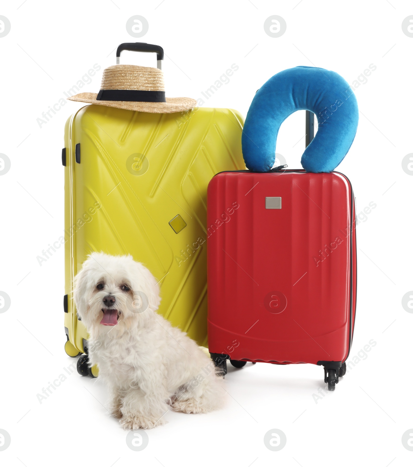 Photo of Pet hotel. Cute Maltese dog and suitcases with personal belongings on white background