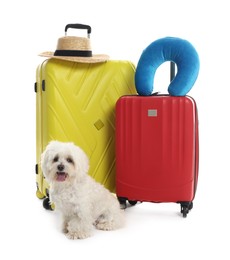 Photo of Pet hotel. Cute Maltese dog and suitcases with personal belongings on white background