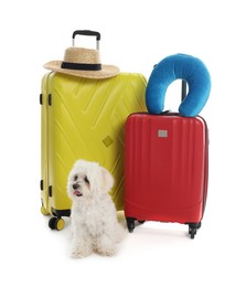 Photo of Pet hotel. Cute Maltese dog and suitcases with personal belongings on white background