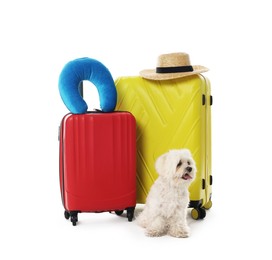 Photo of Pet hotel. Cute Maltese dog and suitcases with personal belongings on white background