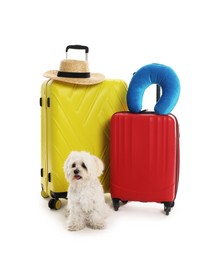 Photo of Pet hotel. Cute Maltese dog and suitcases with personal belongings on white background