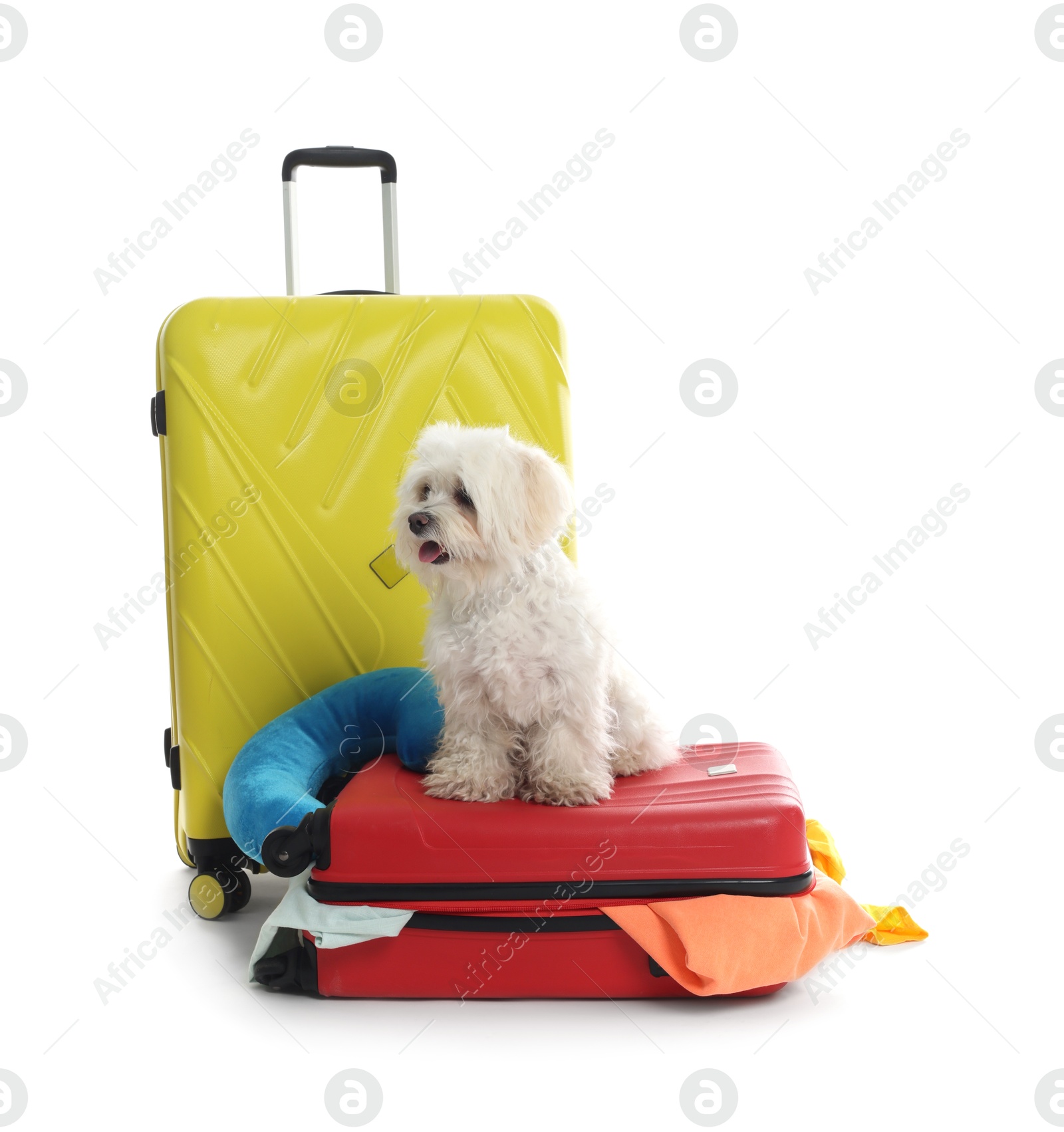 Photo of Pet hotel. Cute Maltese dog and suitcases with personal belongings on white background