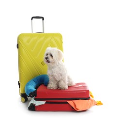 Photo of Pet hotel. Cute Maltese dog and suitcases with personal belongings on white background