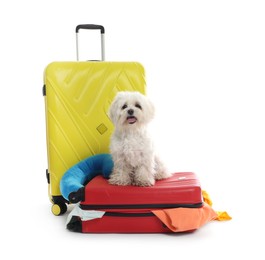 Photo of Pet hotel. Cute Maltese dog and suitcases with personal belongings on white background