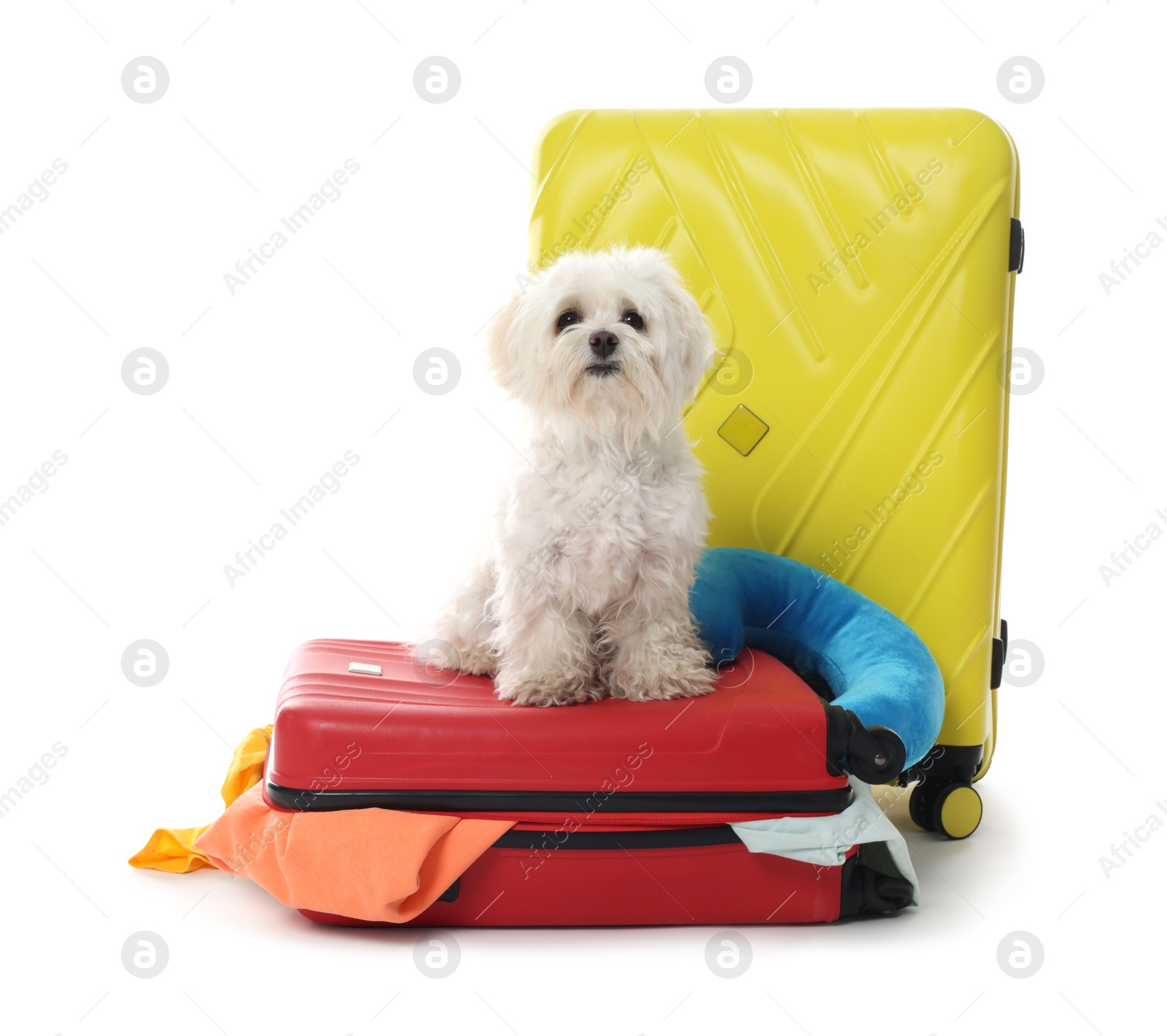 Photo of Pet hotel. Cute Maltese dog and suitcases with personal belongings on white background