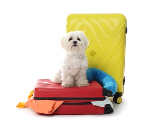 Photo of Pet hotel. Cute Maltese dog and suitcases with personal belongings on white background