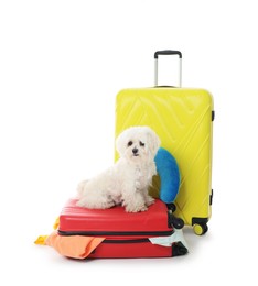 Photo of Pet hotel. Cute Maltese dog and suitcases with personal belongings on white background