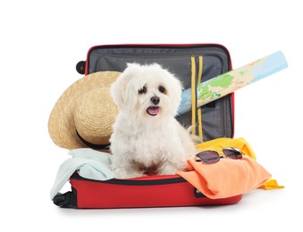Photo of Pet hotel. Cute Maltese dog in suitcase with personal belongings on white background